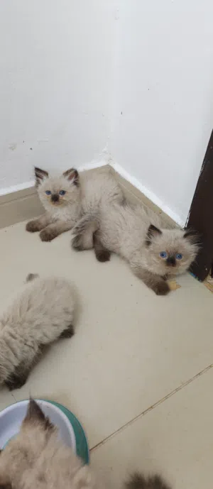 Pure breed Himalayan kittens