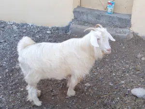 بيع شوه رحبيات