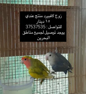 زوج لافبيرد منتج مضمون