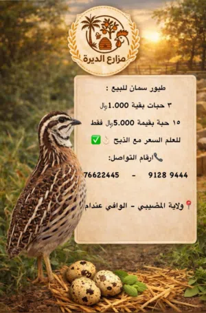 طيور سمان (الفرّي)