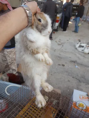 أرانب نقورة أنثى