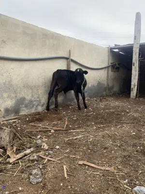 بقره وعجل بغيتهن للتربية او للذبح