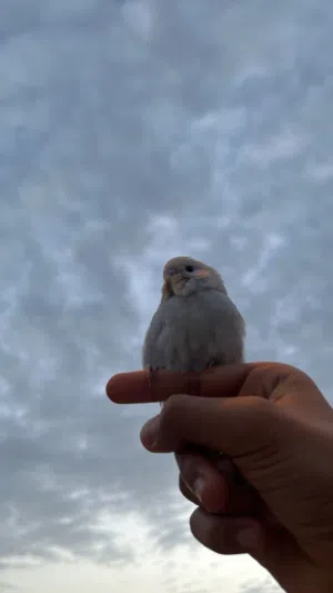 Half blue half white budgie مطلوب طير في مدينة حمد