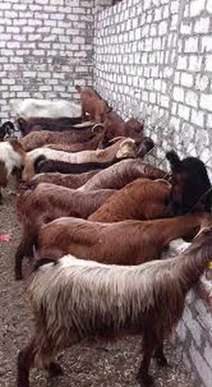 ‏ماعز‏1