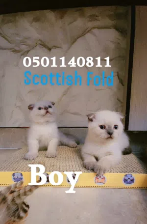 الجنس  ذكر       Scottish Fold  العمر   شهر