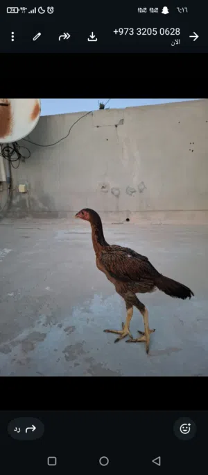 تركي بيور عمر 4-3شهور نشط سعر 10دينار وقابل