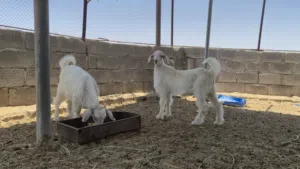 جدايه من حلال الجواميد