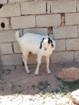 جدي وعناق وبرشنية للبيع