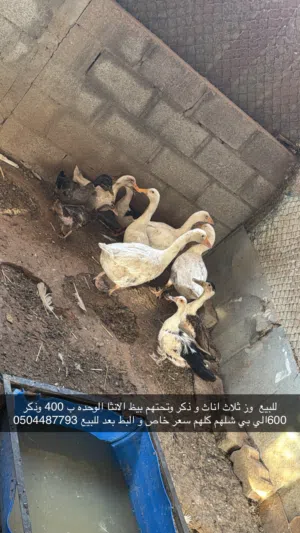 وز مصري و حمام لاحم و الذ و حمام زاجل