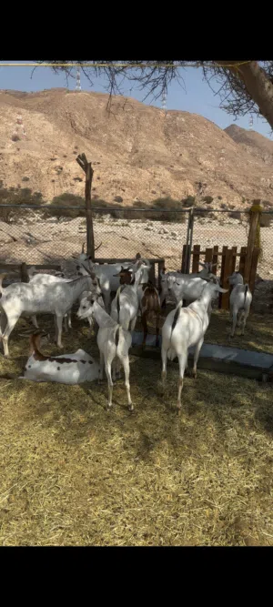 جدايه صوماليات مطعومات للعيد