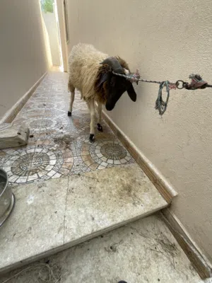 خروف للبيع المكان عين زاره