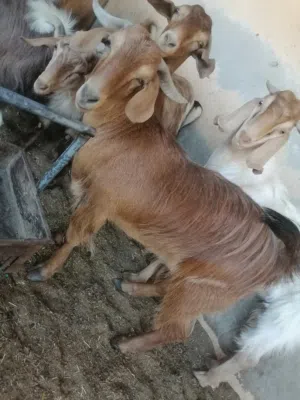 تيس مجصاي للبيع