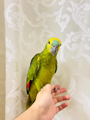 amazon parrot