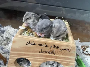 Hamsters1