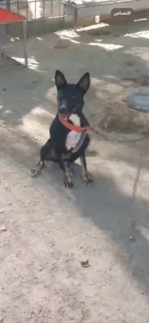 للبيع كلبه تصلح حرسات مزراع و اغنام مكان صلاله