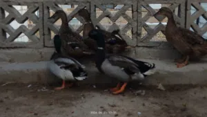 مرحبا زوجين بش خضيري مال هور طياري للبيع البصره الزبير السهر الزوج 50 ا