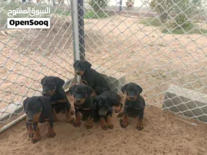 Doberman puppies