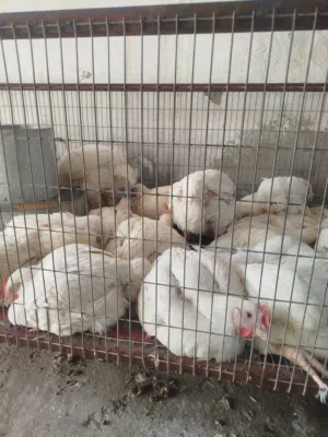 دجاج كيلو ب4000 عدد مفتوح ومن 7 دجاجات وفوك توصيل مجاني داخل مركز البصره