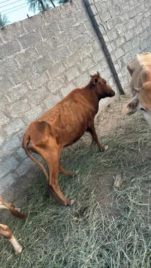 للبيع بقر لذبح مفحوصات بدون عشر