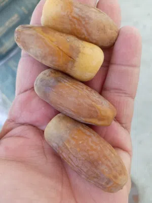 بيع رطب نغال التواصل في الواتس اب