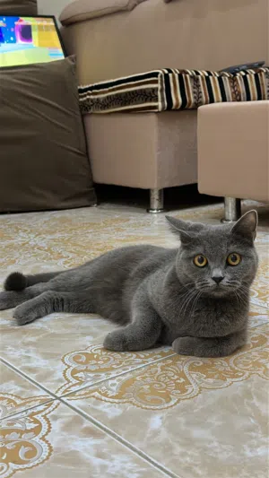 * قطط ذكر وأنثى