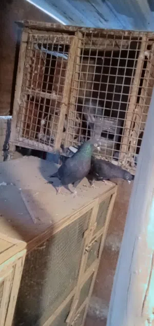 ياسر 