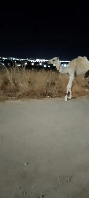 ابو شادي عبيدات 