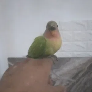 عبدالمنعم 