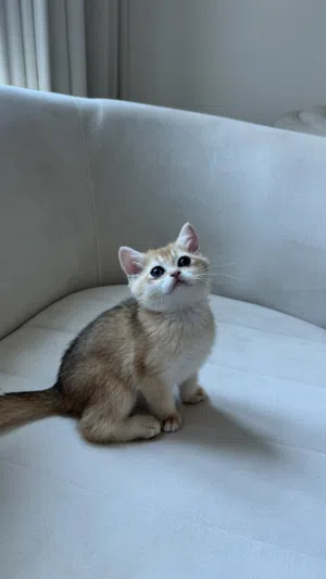 بريتش شورت هير بيور - انتاج حلو السعر قابل للتفاوض للجادين -- ذكر و انثى / pure british shorthair