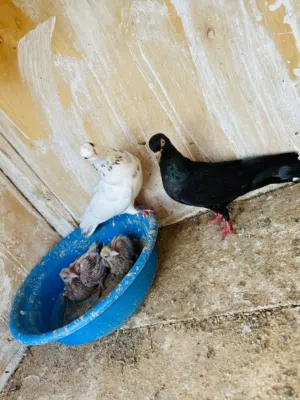 كوبيا بهلوان تحتها انتاج