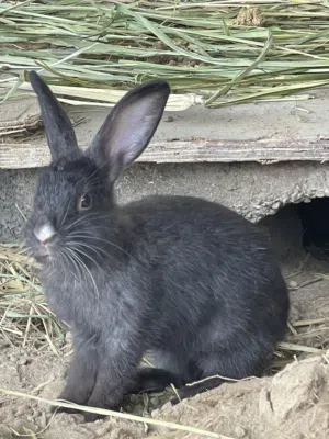 للبيع ارنب جمله