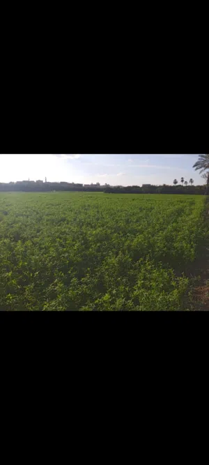 Farm Land for Sale in Sharqia Minya al-Qamh