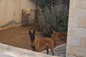 Two belgians dogs for sale