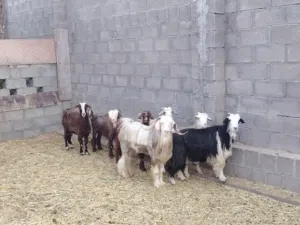 للبيع حلال طيب