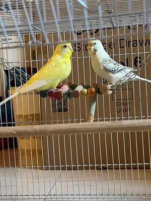 Birds2