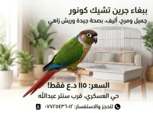 ببغاء كنيور (ذكر) فول صحه والافه عل نص
