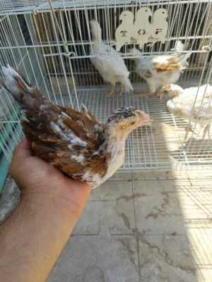 زوجين ماكنتوش عراقي  العمر شهرين الوان مفوله