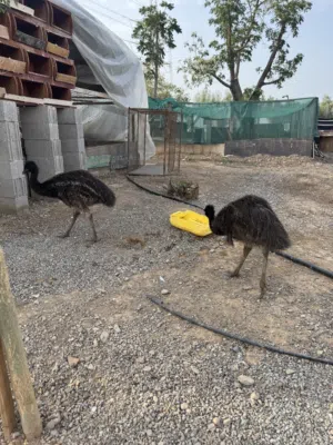 نعام الايمو