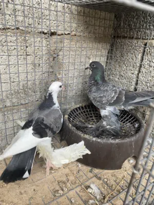 ربي ايبارك حمام شقلاب