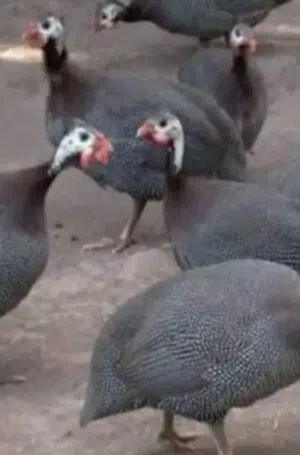 دجاج حبشي  بياض العدد 5