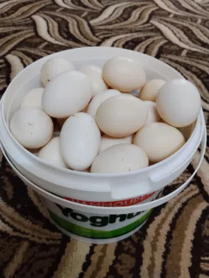 بيض بلدي مخصب للبيع