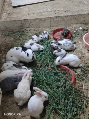 ارانب تهحين حجحم متوسط وصغير