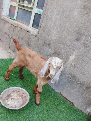 صخله نثيه شاميه حلوه مالت بيت مناسبه اقرء الوصف وخابر