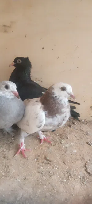 حمام عربي ومكاوي