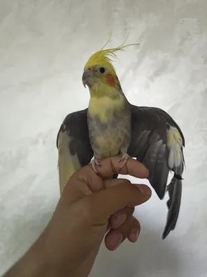 ‏ببغاء‏0