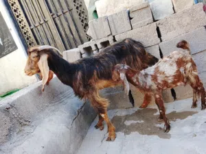 صخله وصخل للبيع سعرهن265الف وبيهن مجال