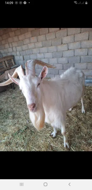 فحل ماعز سانين للبيع او افاري
