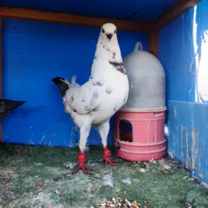 فحل كنج مستوى مميز