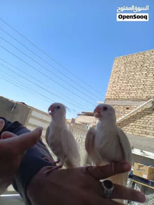 زوج كوكتيلات البينو ربه طينه عمر 4 اشهر يطلع خارج منزل وين ماتروح وراك تصيحله يجيك