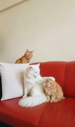 pets sitting/ boarding at home